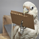 A Goffin cockatoo making a tool.